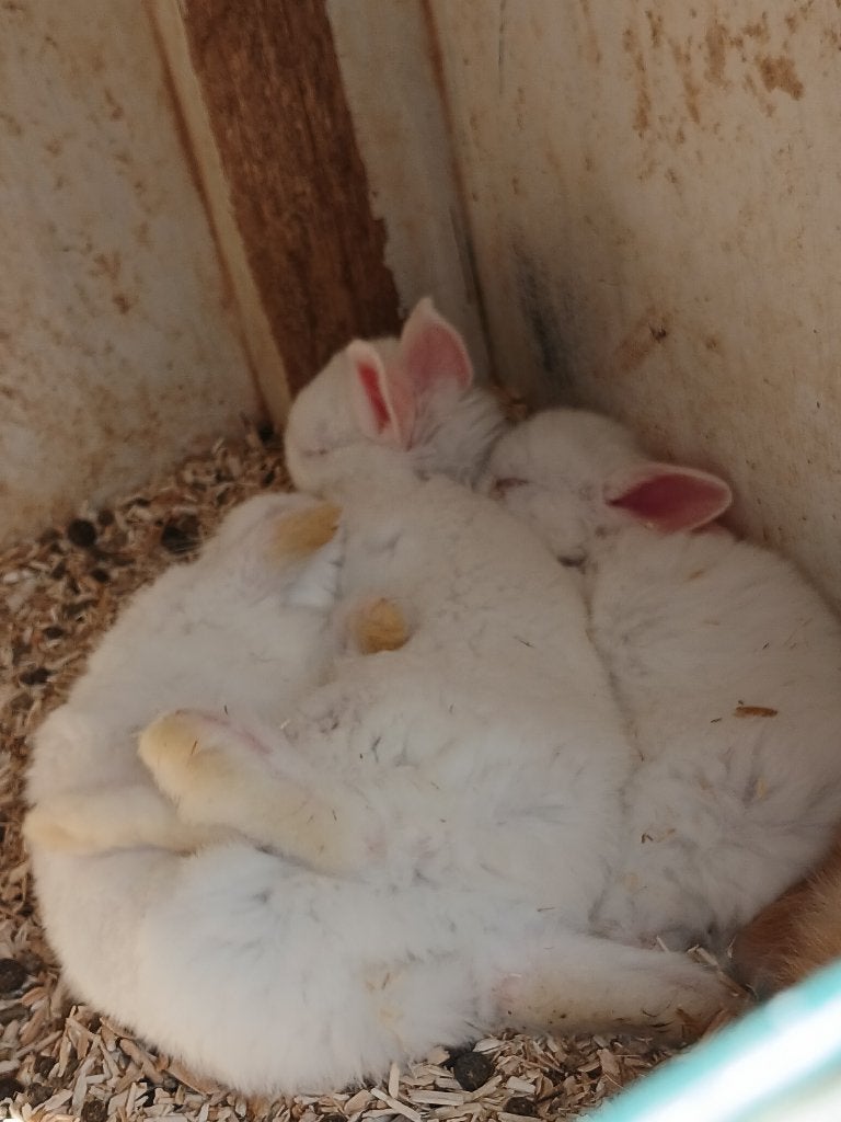Konijn, Vrouwelijk, Middelgroot, 0 tot 2 jaar