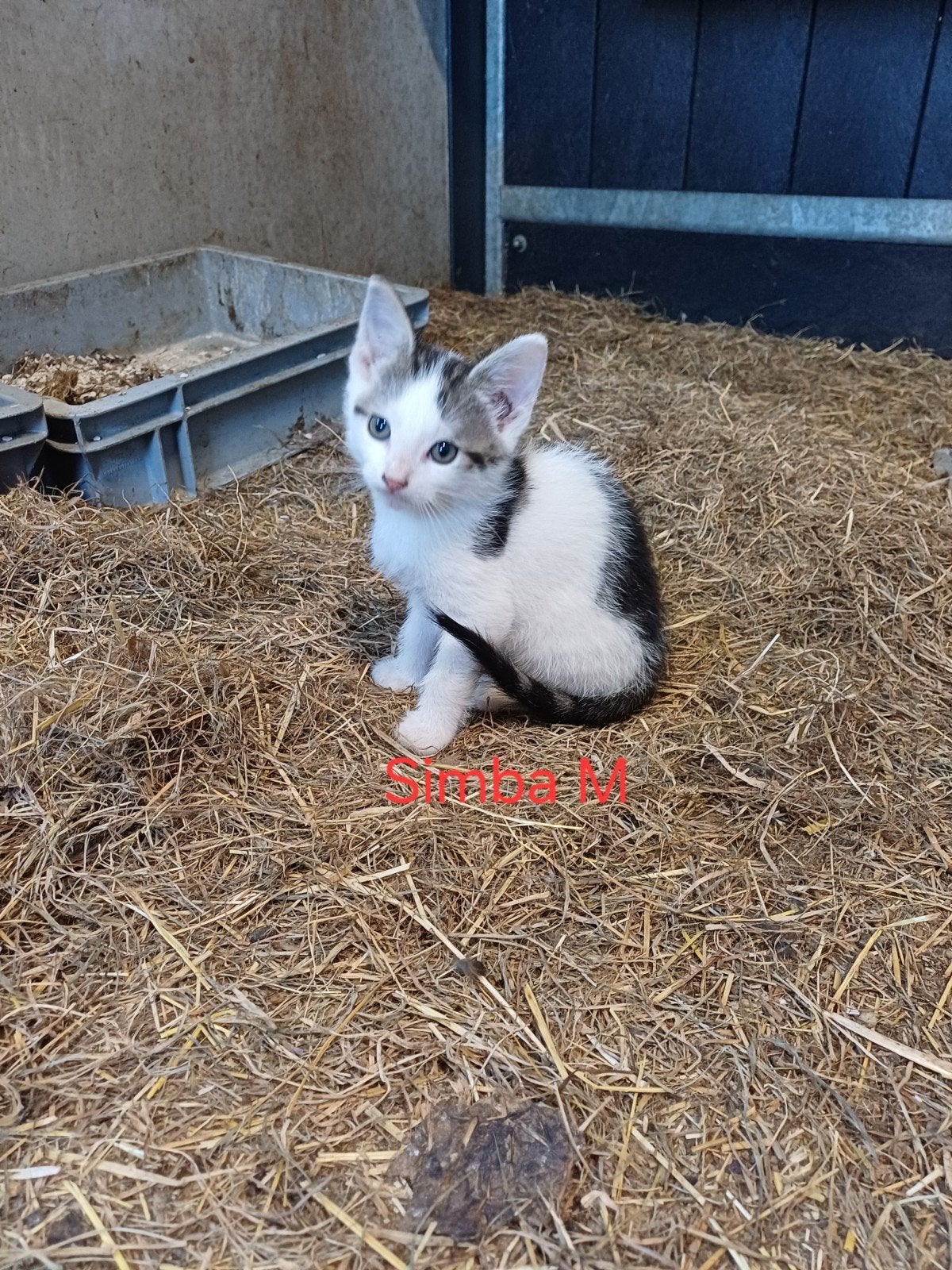 Simba kitten man, Kater, 0 tot 2 jaar