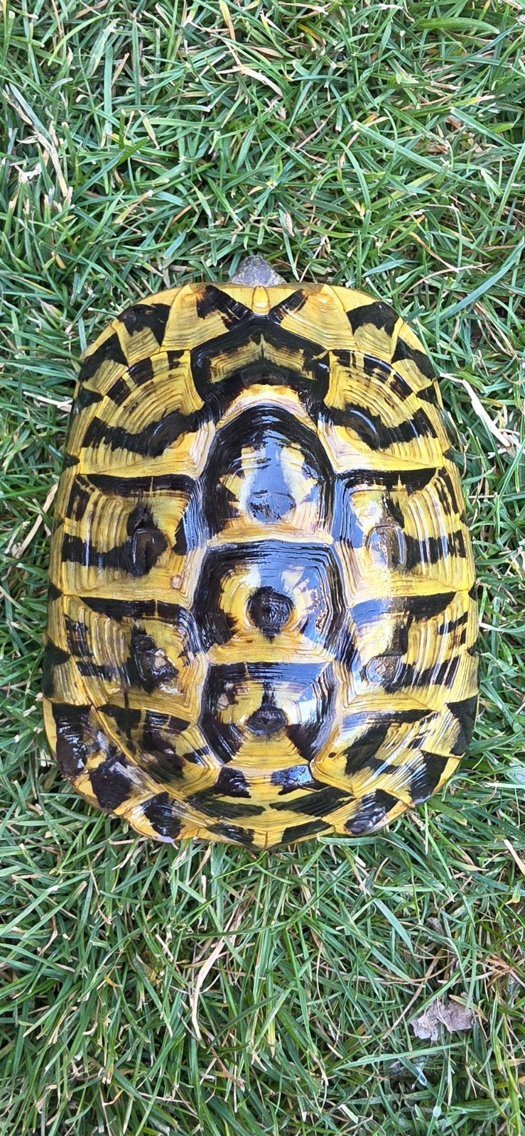 Kweekgroep testudo hermanni hermanni (etna) Tortoise photo 4
