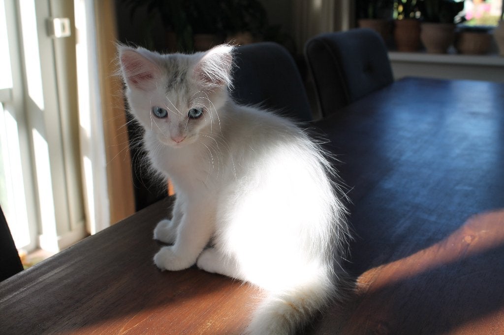 Main Coon kitten, Meerdere dieren, Gechipt, 0 tot 2 jaar