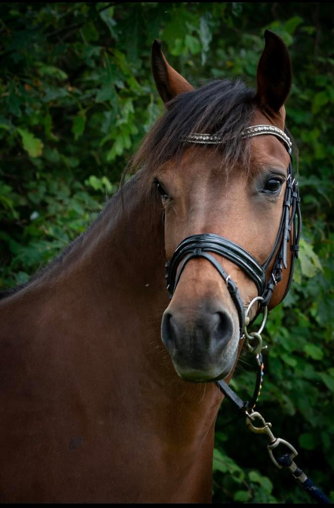 Leuke D pony te koop, Dieren en Toebehoren, Paarden, Minder dan 160 cm, M, Dressuurpaard, 11 jaar of ouder