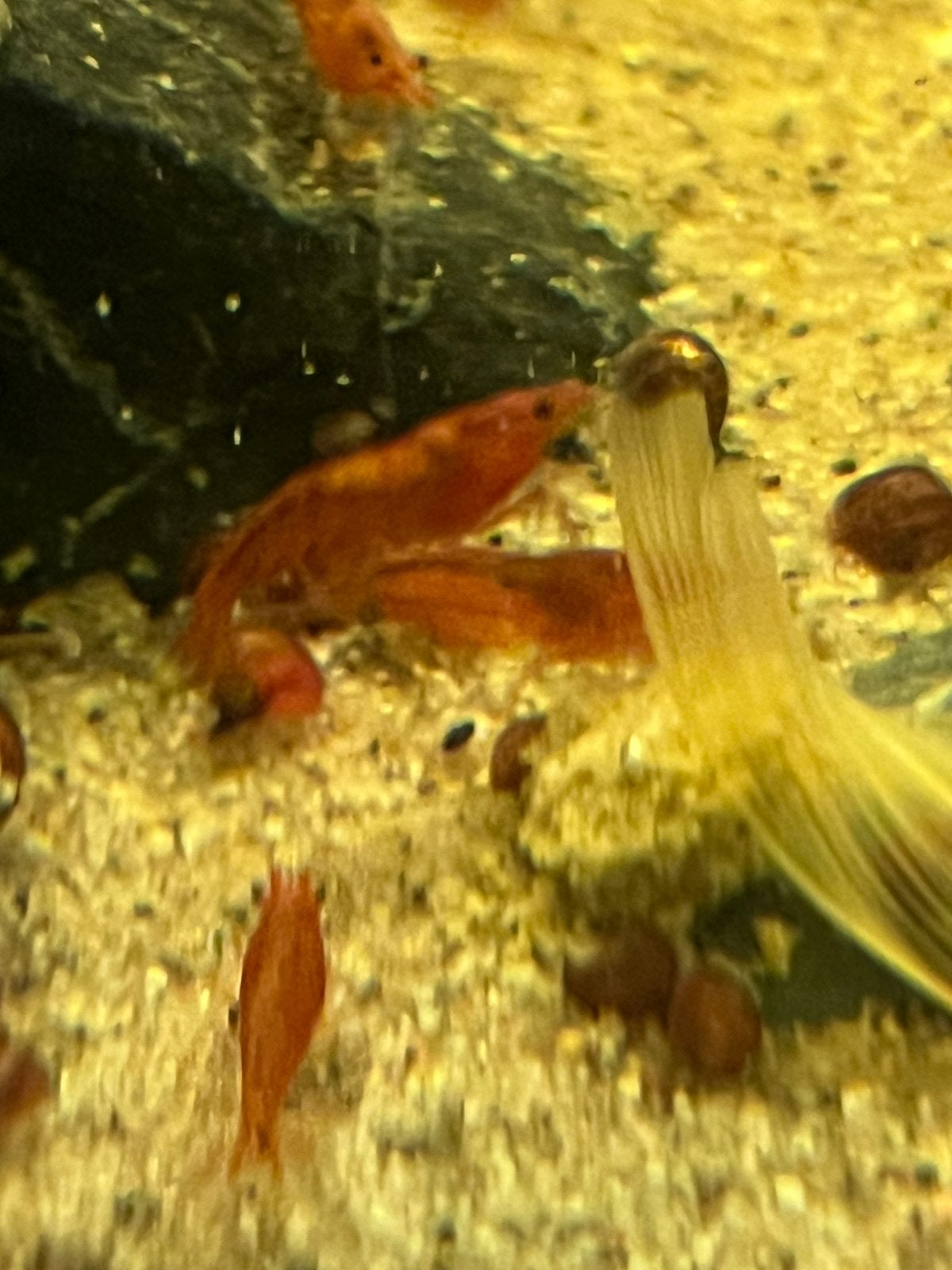 Red Cherry garnalen, Dieren en Toebehoren, Vissen | Aquariumvissen, Kreeft, Krab of Garnaal, Zoetwatervis
