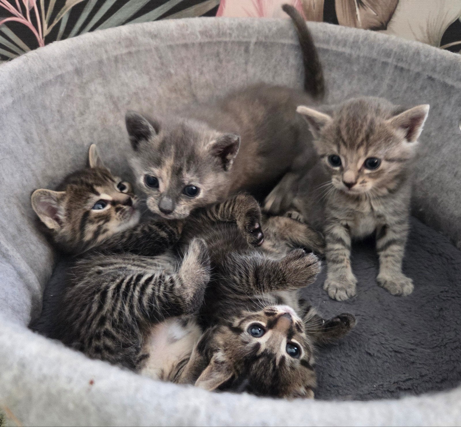 4 lieve leuke kittens, Dieren en Toebehoren, Meerdere dieren, 0 tot 2 jaar
