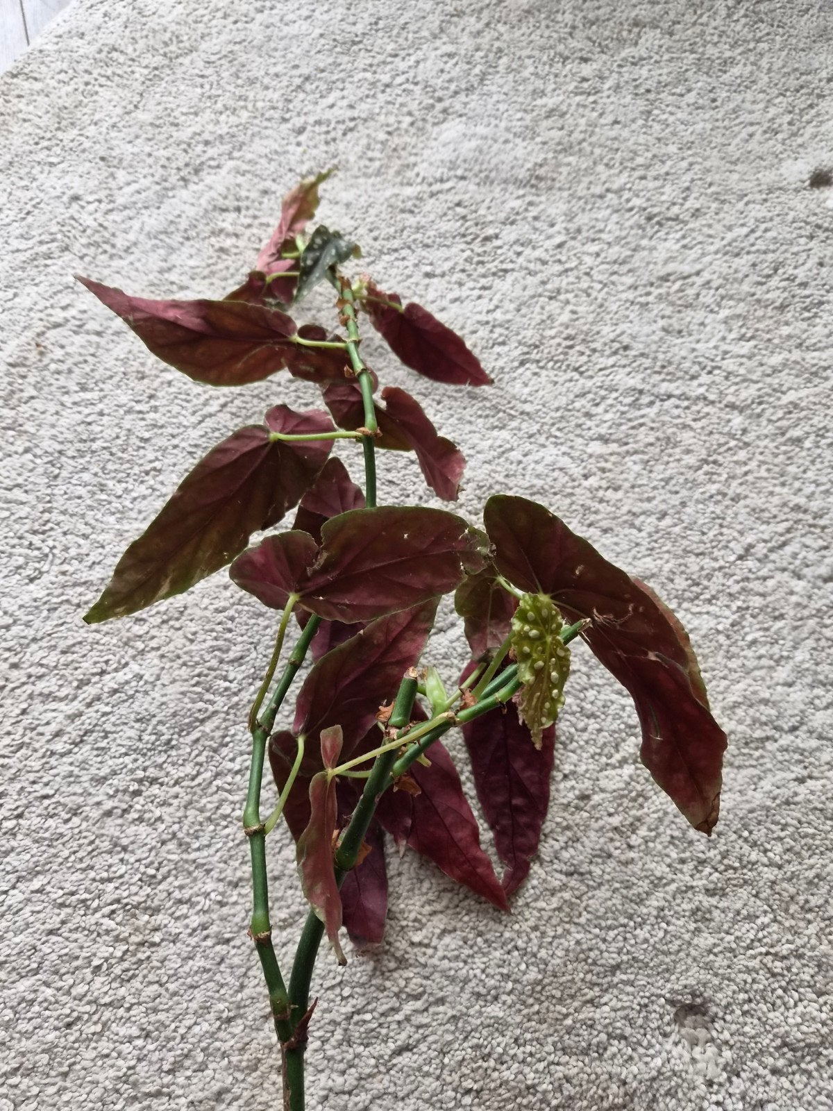 Begonia Maculata stek zonder wortels, Ophalen, Vaste plant, Overige soorten, Volle zon