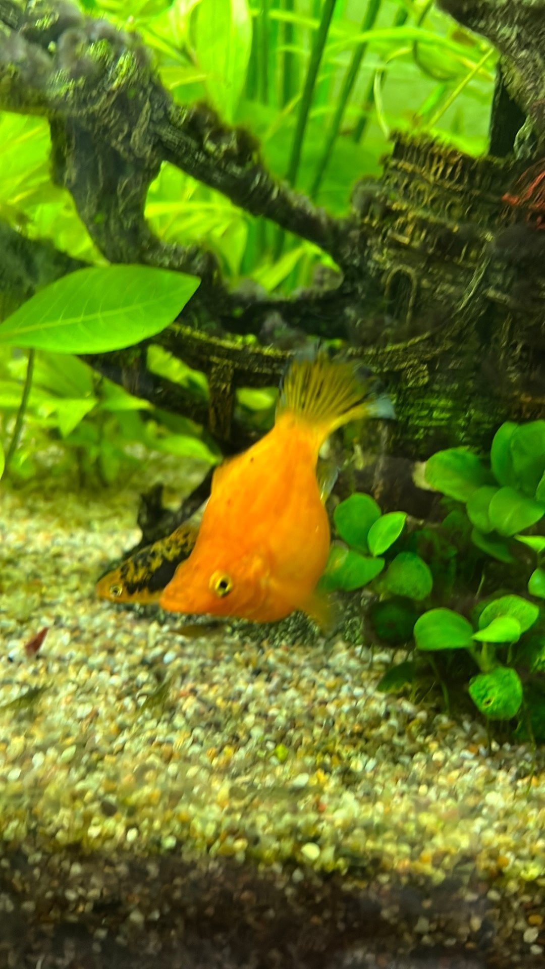 Koppeltje Ballon Molly’s, Dieren en Toebehoren, Vissen | Aquariumvissen, Vis