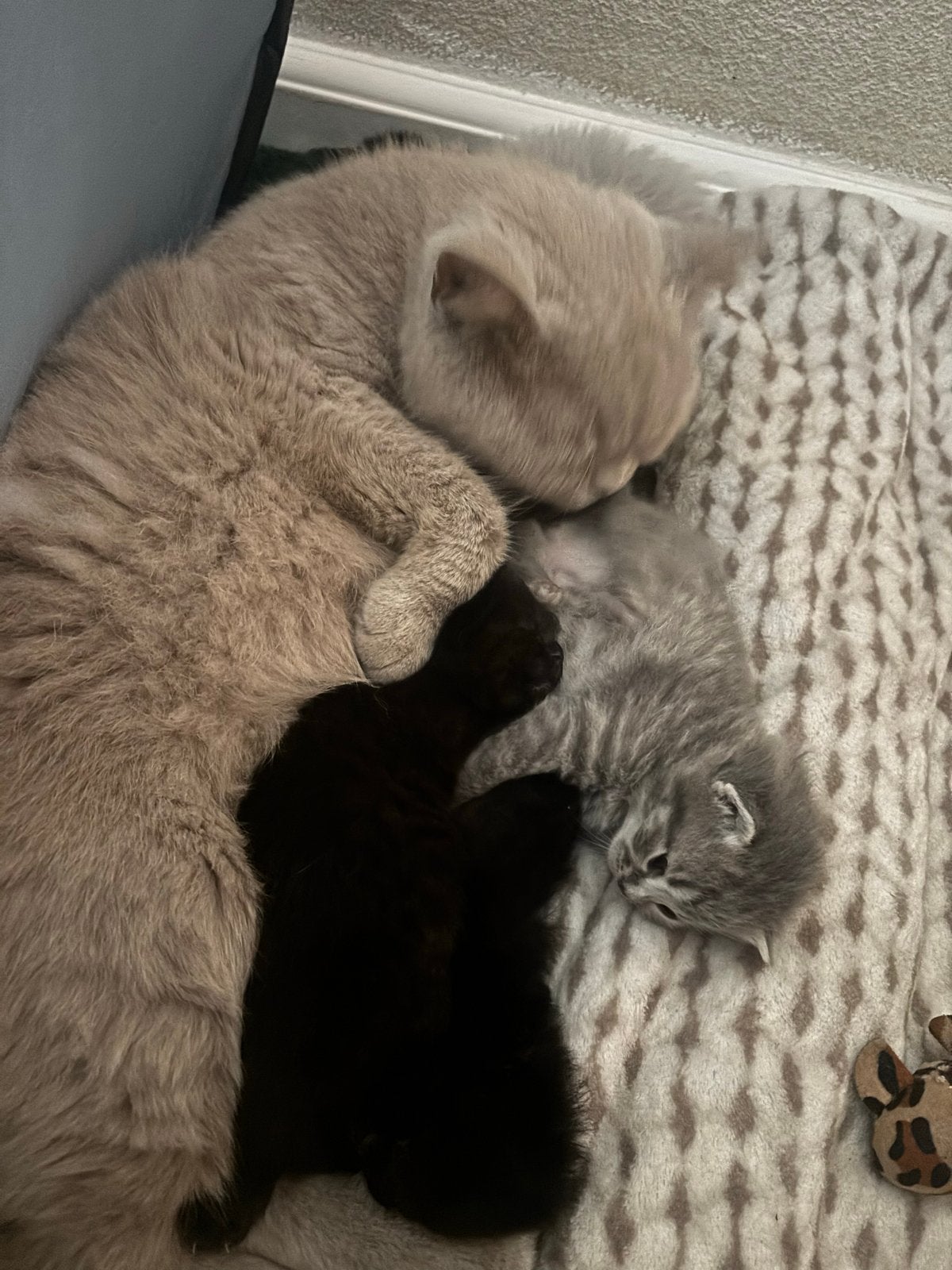 Britse korthaar/langhaar kittens, 0 tot 2 jaar