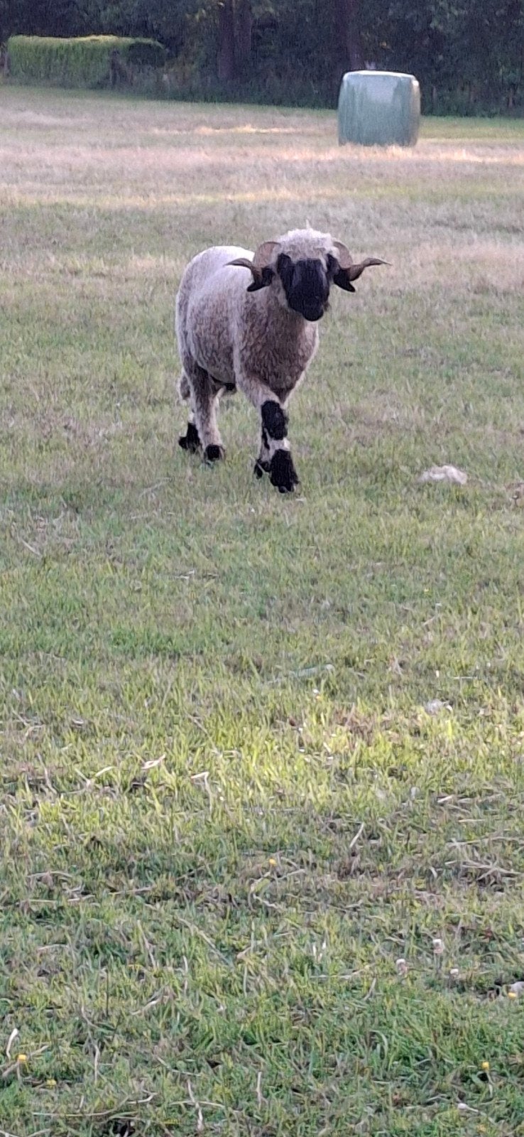 walliser schwarznase ram, Mannelijk, Schaap, 0 tot 2 jaar