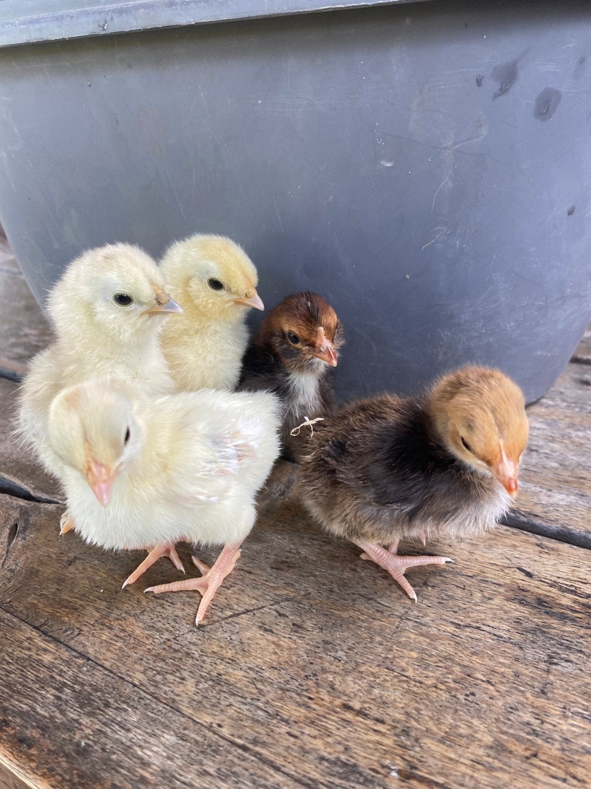 Kuikens, zijdehoen en cabo kriel (misschien krul veer), Dieren en Toebehoren, Pluimvee, Geslacht onbekend, Kip