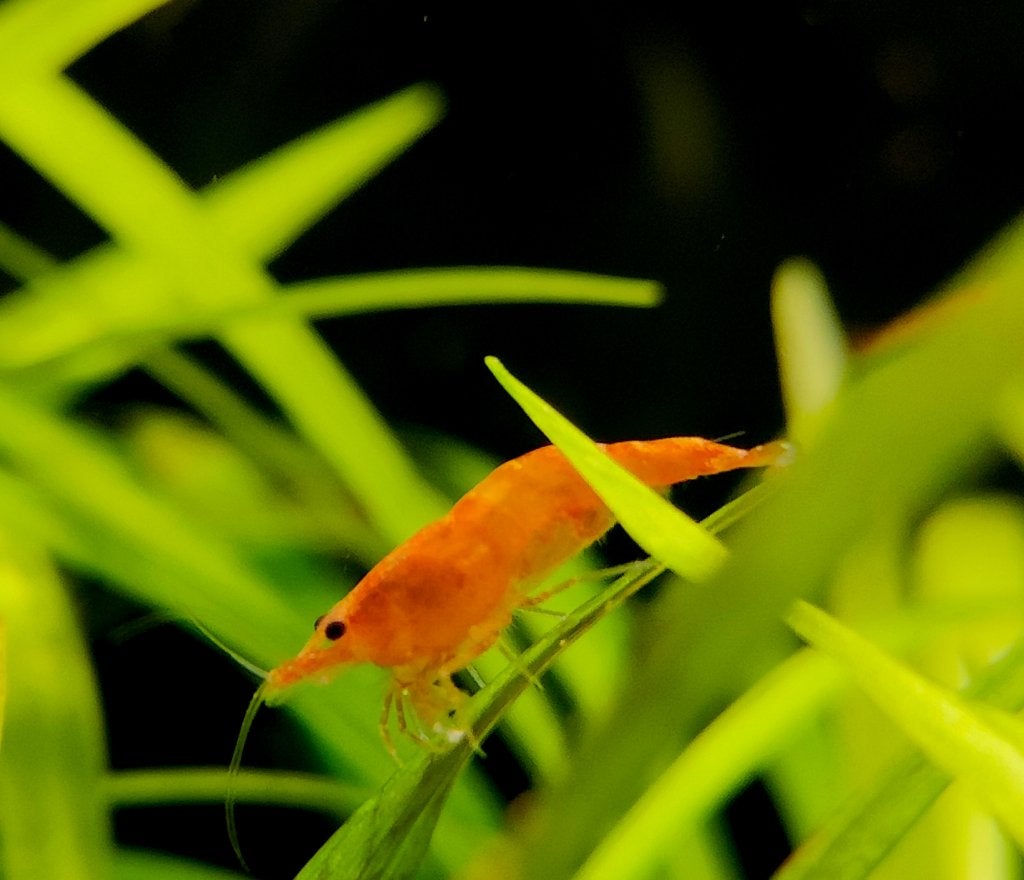 Orange Sakura Neo Caridina garnalen, Dieren en Toebehoren, Kreeft, Krab of Garnaal, Zoetwatervis