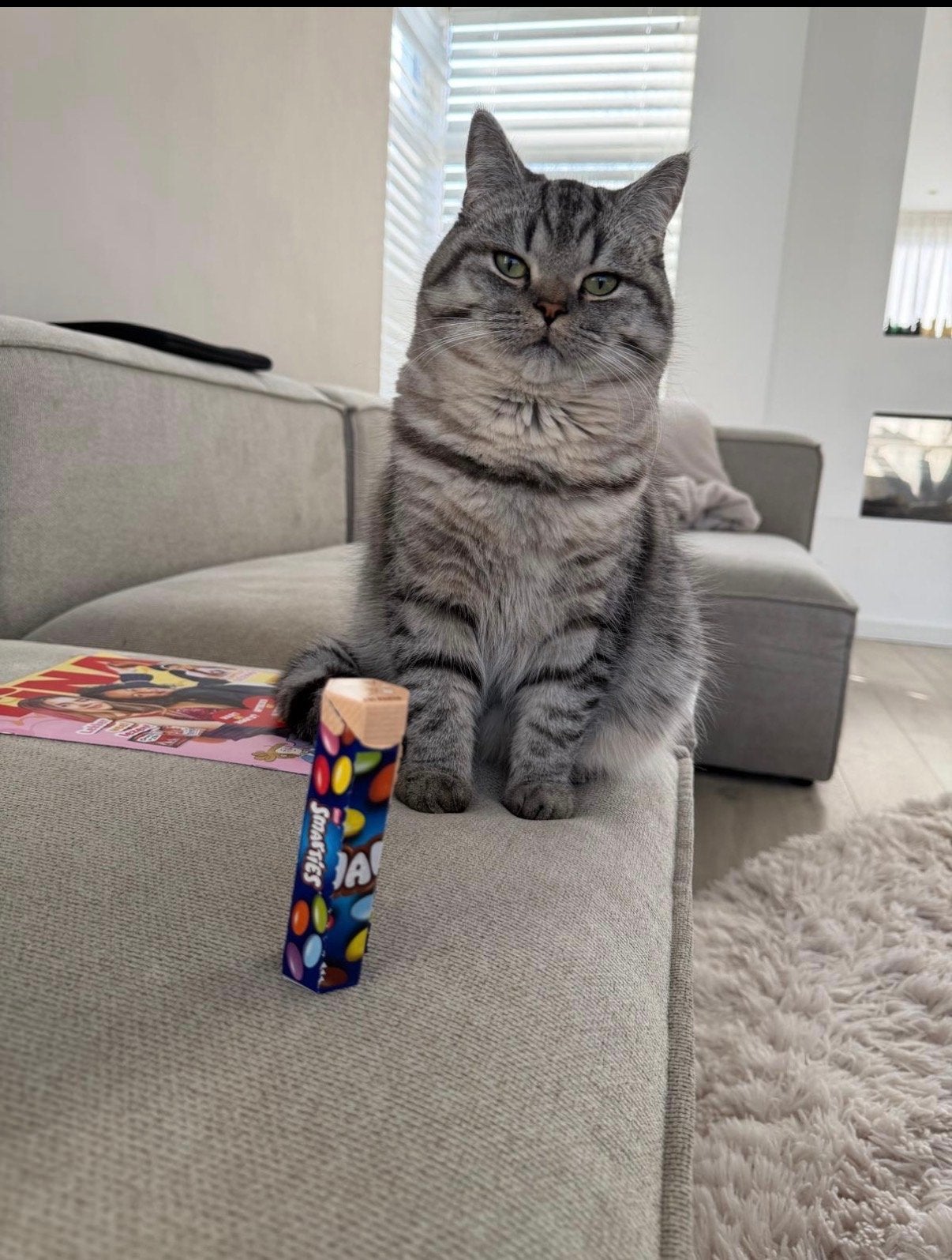 Nieuw thuis gezocht voor onze lieve Pookie, Kater, Kortharig, 0 tot 2 jaar