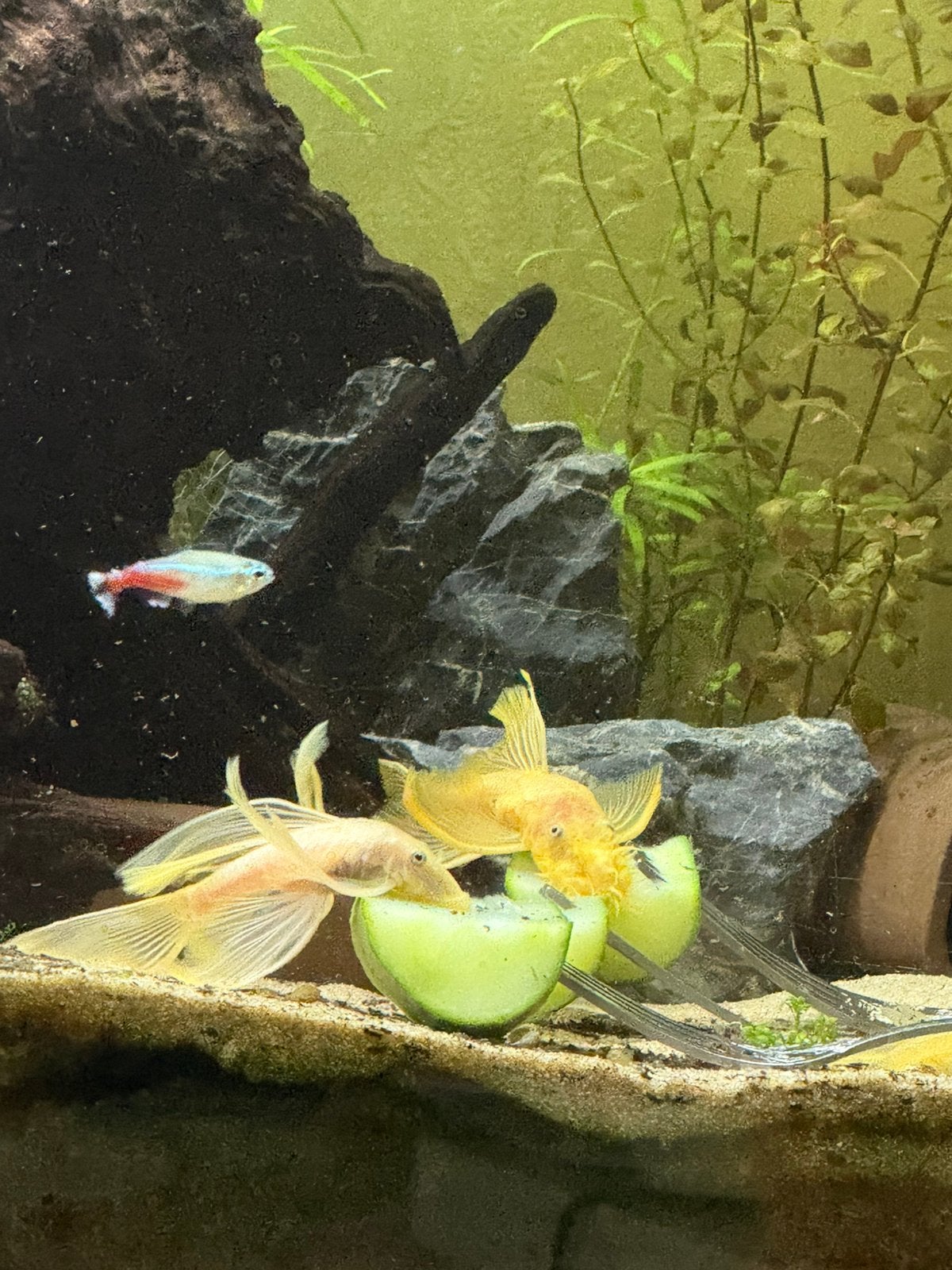Bewezen Kweekgroep L144Longfin2xSnowWhiteVrouw1xBlueEyeLemon, Vis, Zoetwatervis