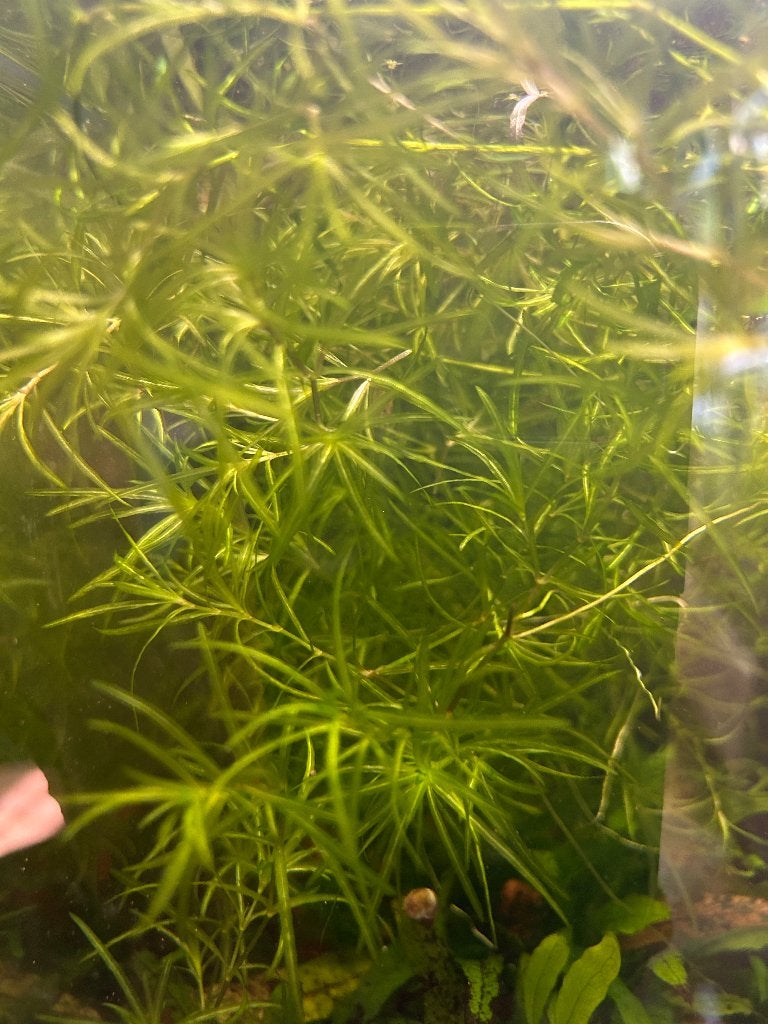 Aquarium planten, guppengras, Najas guadalupensis, Dieren en Toebehoren, Ophalen, Nieuw, Plant(en), Steen of Hout