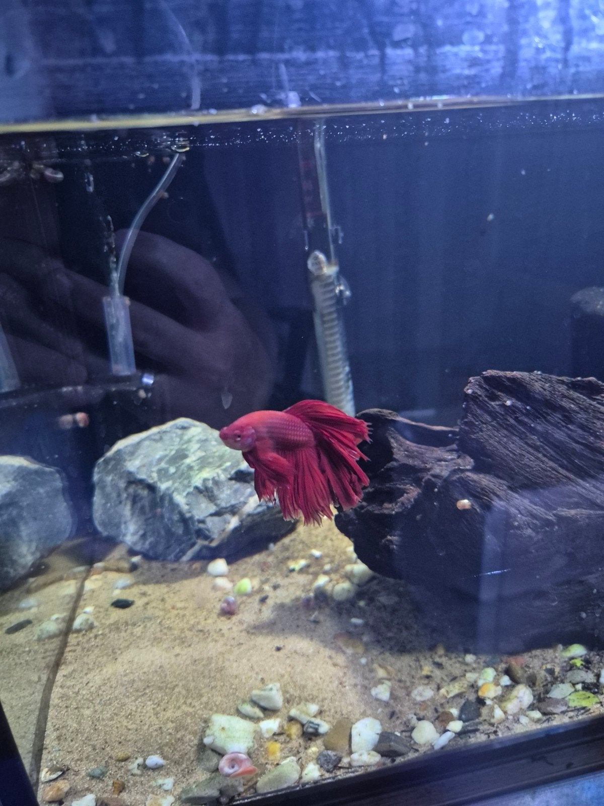 Betta splendens (Siamese kempvis) man, Vis
