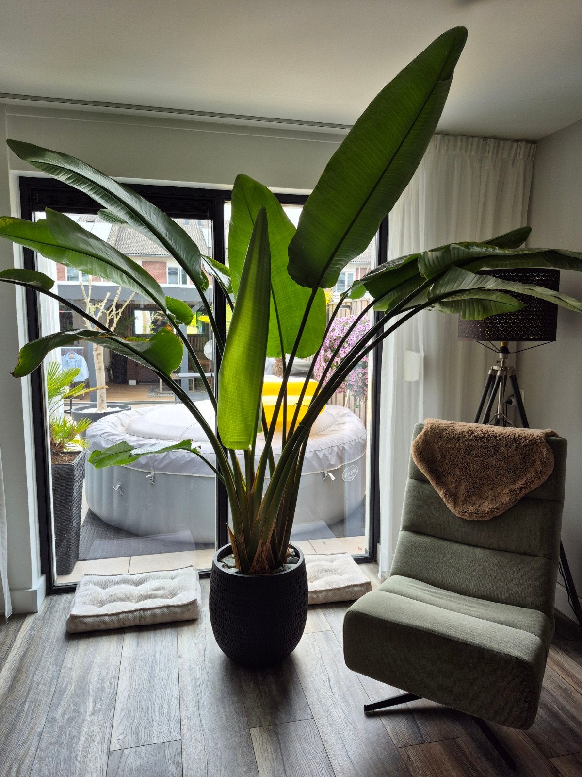Strelitzia Nicolai - Grote Paradijsvogelplant 250cm, Huis en Inrichting, Kamerplanten, Ophalen, 200 cm of meer, Overige soorten
