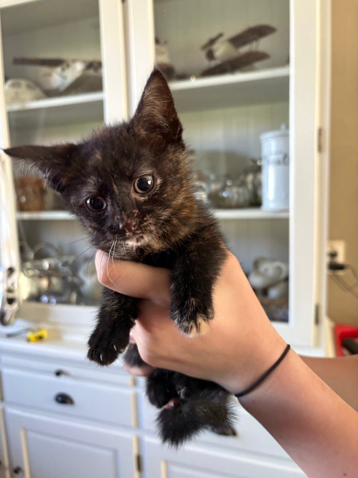 Kittens