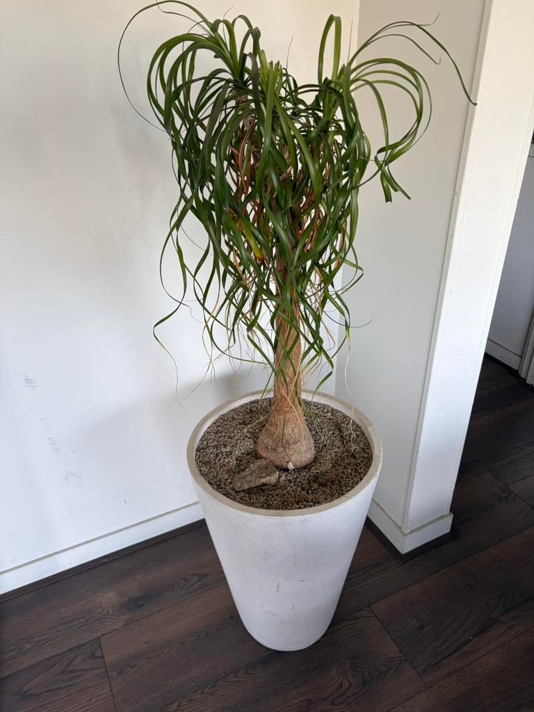 Olifantenpoot plant , huiskamer planten, Huis en Inrichting, Kamerplanten, Ophalen of Verzenden, Halfschaduw, Minder dan 100 cm