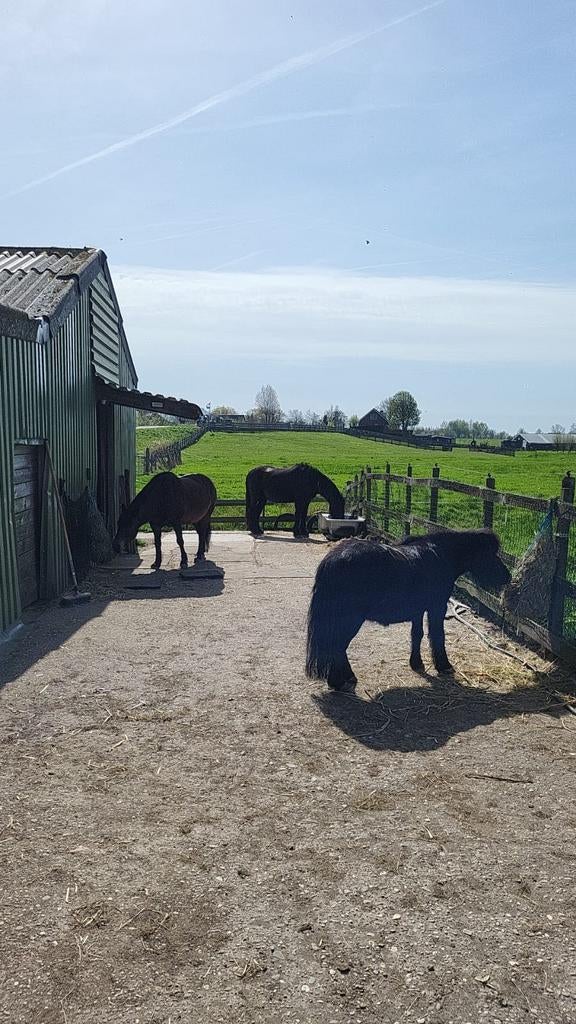 Plekje vrij voor pony op 24/7 buiten met grote inloopstal, Dieren en Toebehoren
