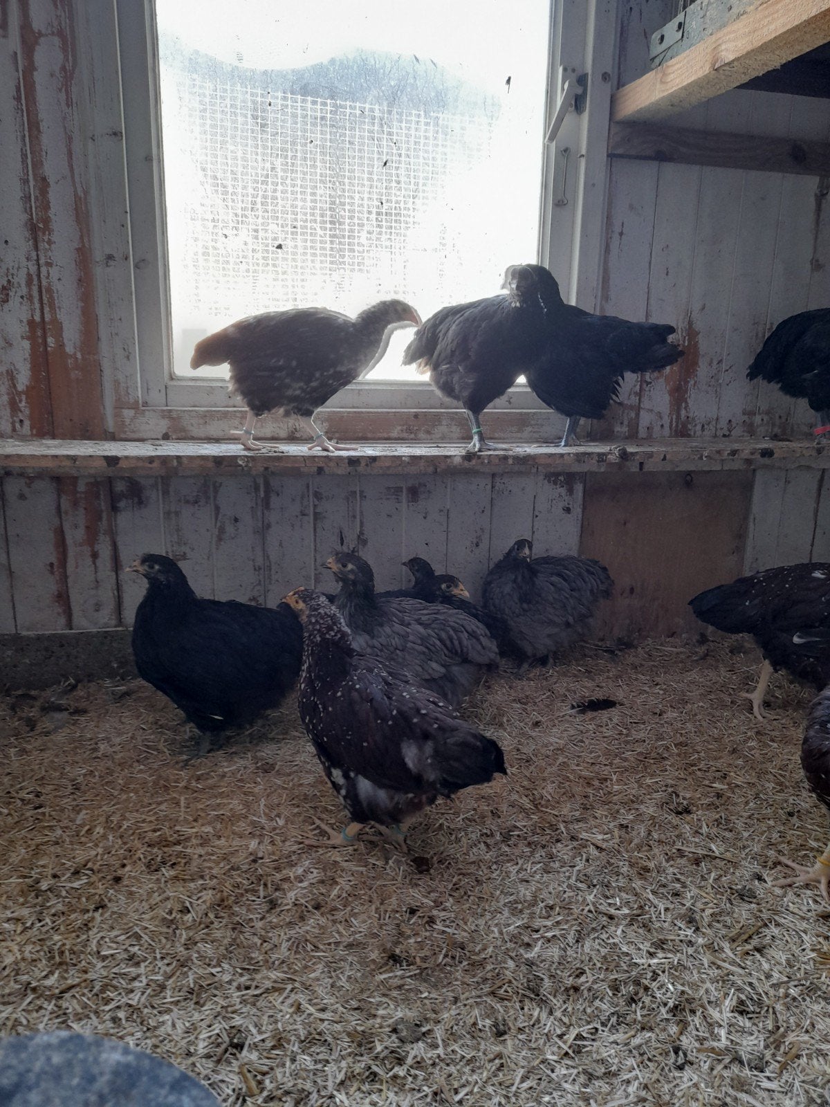 Australorp, Sussex en Orpington groot te koop, Dieren en Toebehoren, Vrouwelijk, Kip