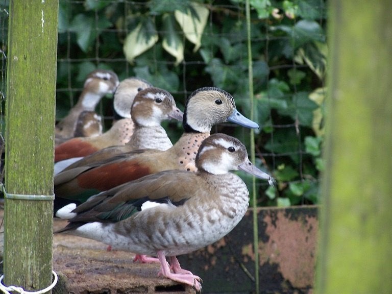 Negen roodschoudertalingen, Dieren en Toebehoren, Vogels | Overige Vogels, Meerdere dieren