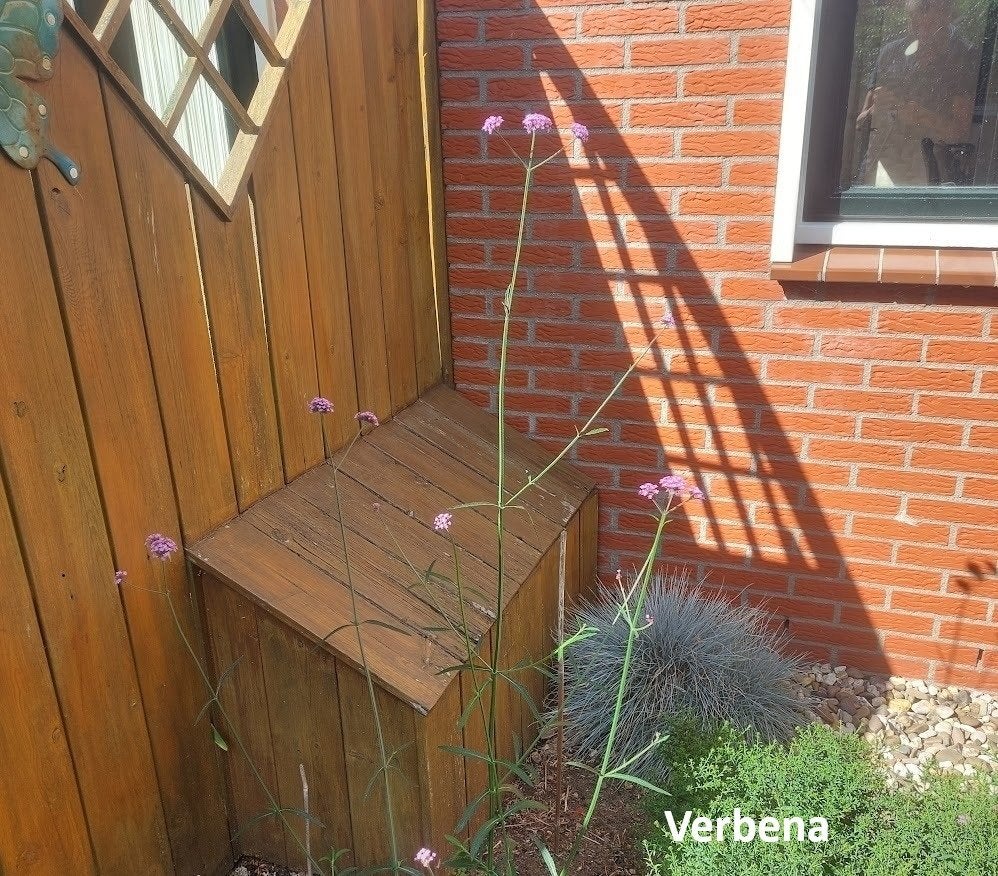 Verbena, Volle zon, Vaste plant, Zomer, Ophalen