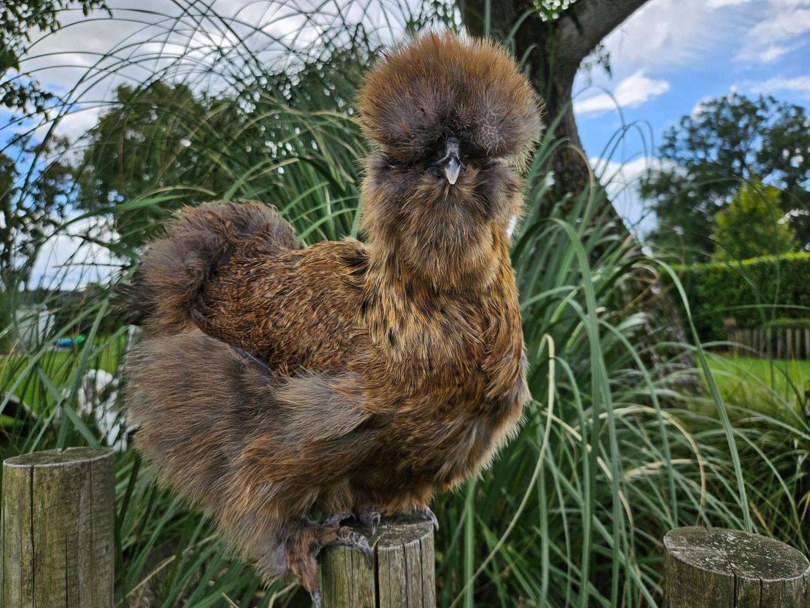 te koop zijdehoen hennen 2026, Dieren en Toebehoren, Pluimvee, Vrouwelijk, Kip