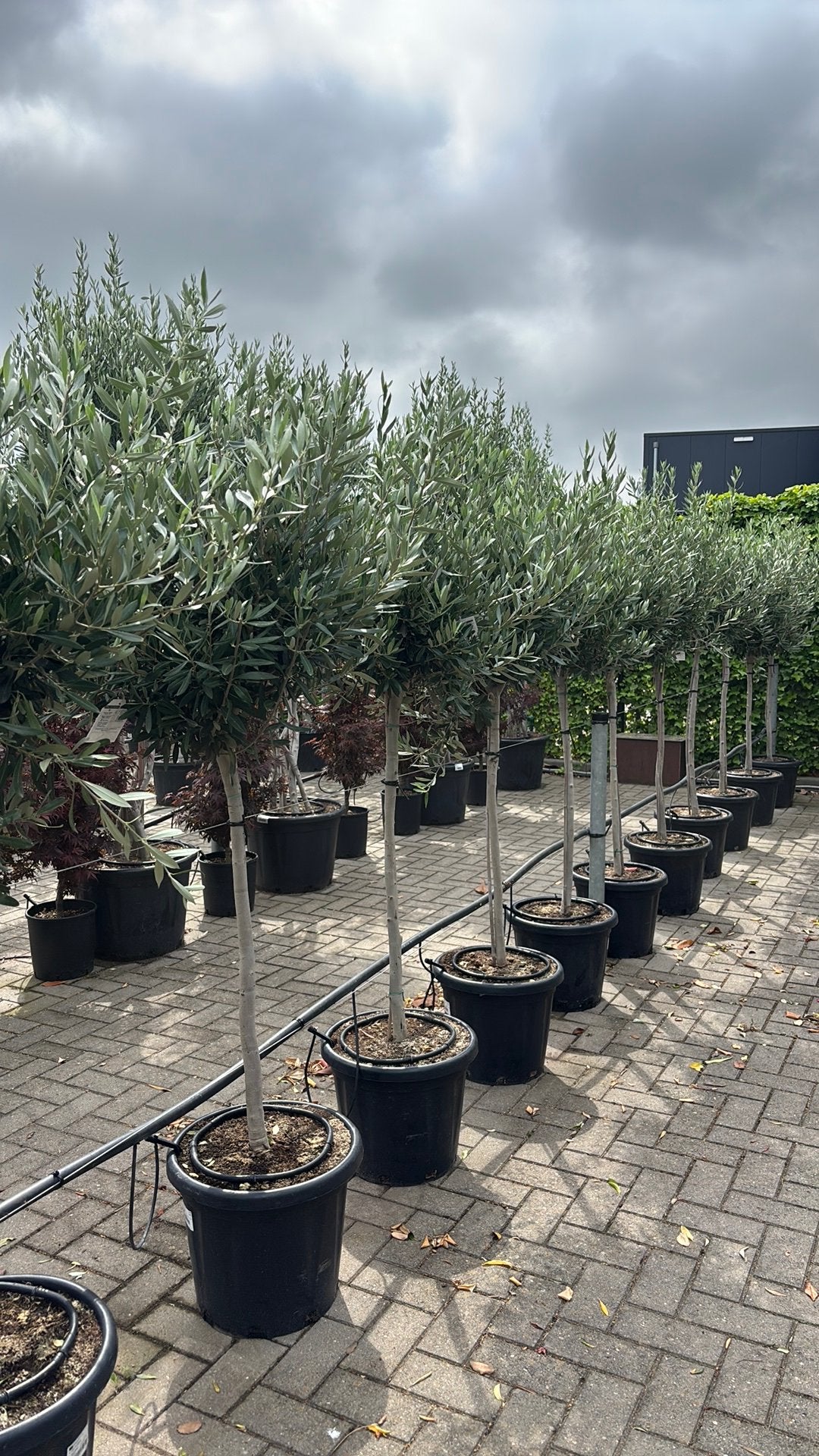 Olea europaea - olijfbomen, Tuin en Terras, Lente, 100 tot 250 cm, Olijfboom, Ophalen