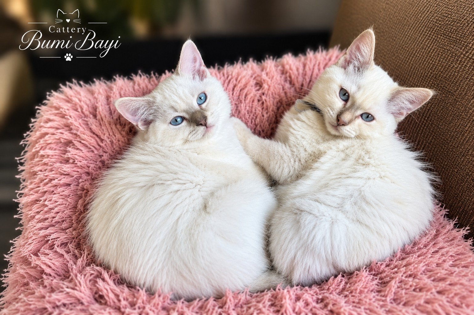 Lieve Ragdoll kittens met stamboom, Dieren en Toebehoren, Kater, Met stamboom, 0 tot 2 jaar