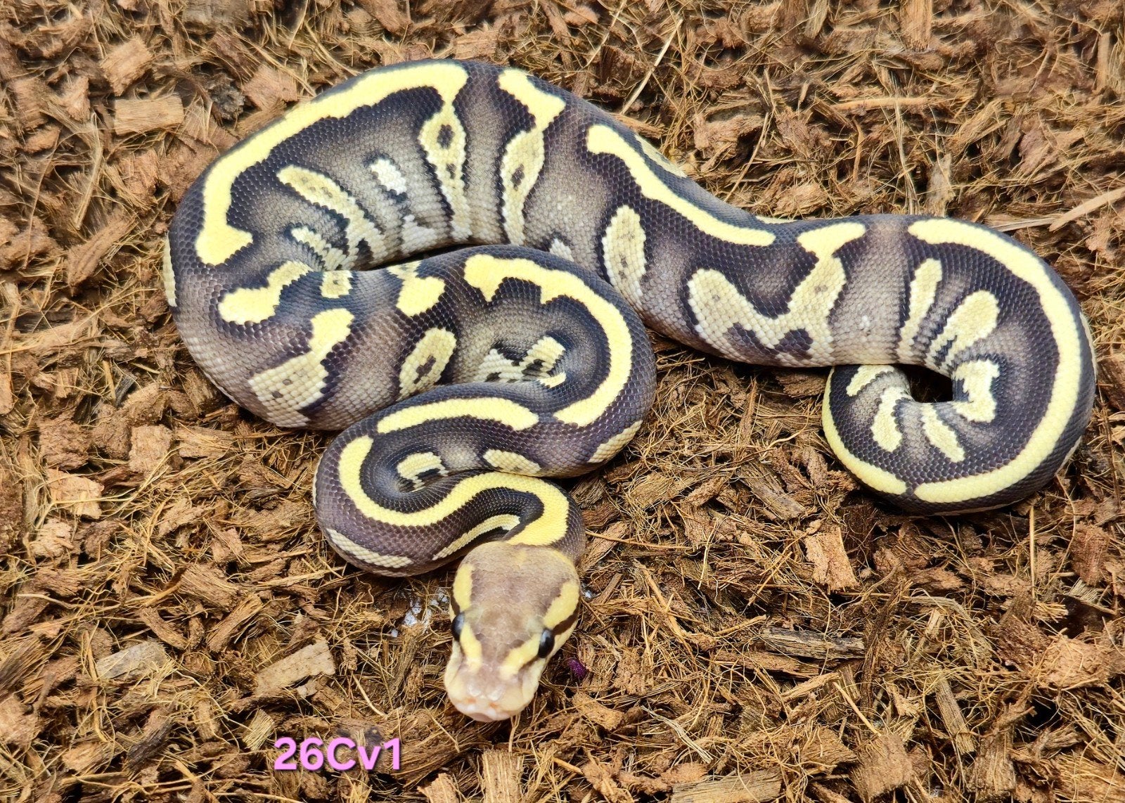 0.1 Saar/Chocolate Mojave Fire Pastel het. Clown, Slang, Tam, 0 tot 2 jaar