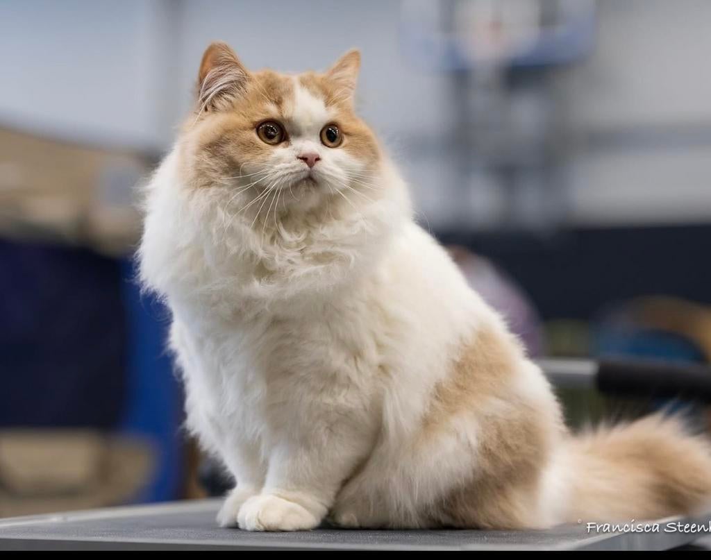 Prachtige Britse Langhaar poes met stamboom –cinnamon drager, Poes, Met stamboom