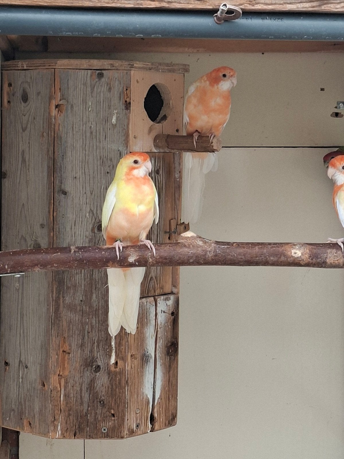 penant rosella, Meerdere dieren, Parkiet