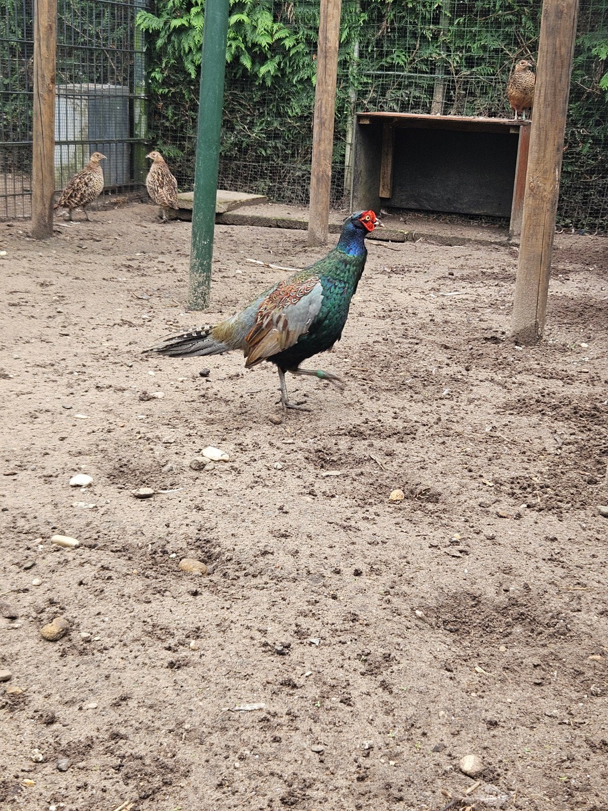 versicolor fazanten te koop, Dieren en Toebehoren, Pluimvee, Mannelijk, Overige soorten