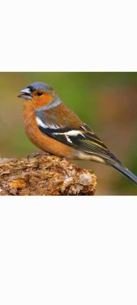 Vink, Dieren en Toebehoren, Vogels | Overige Vogels, Mannelijk
