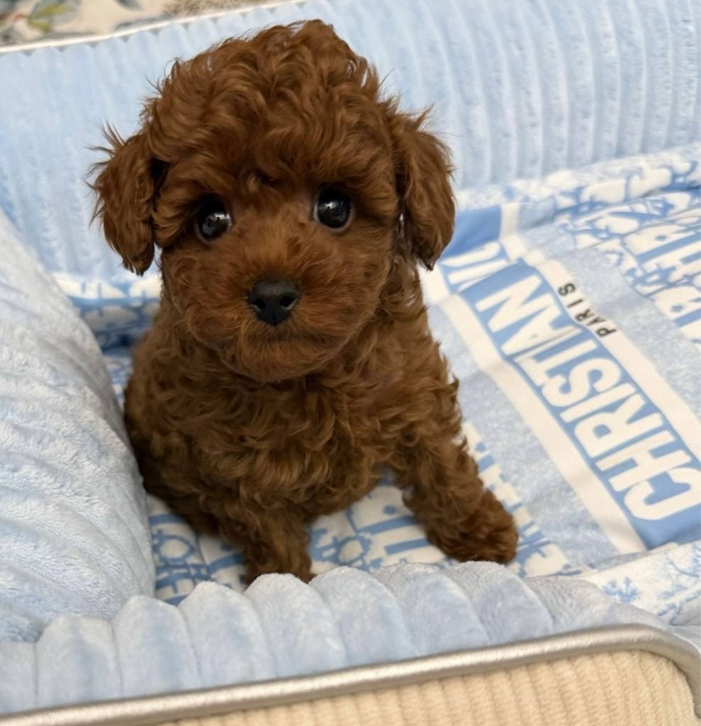 Toy Poedel mini boy, Poedel, 15 weken tot 1 jaar, Reu, Parvo