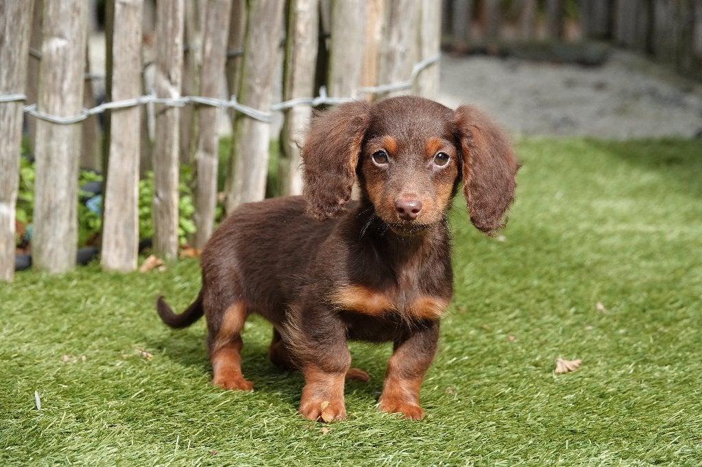Prachtige langharige choco&tan dwergteckelpup, met stamboom, België, CDV (hondenziekte), 8 tot 15 weken, Dwerg