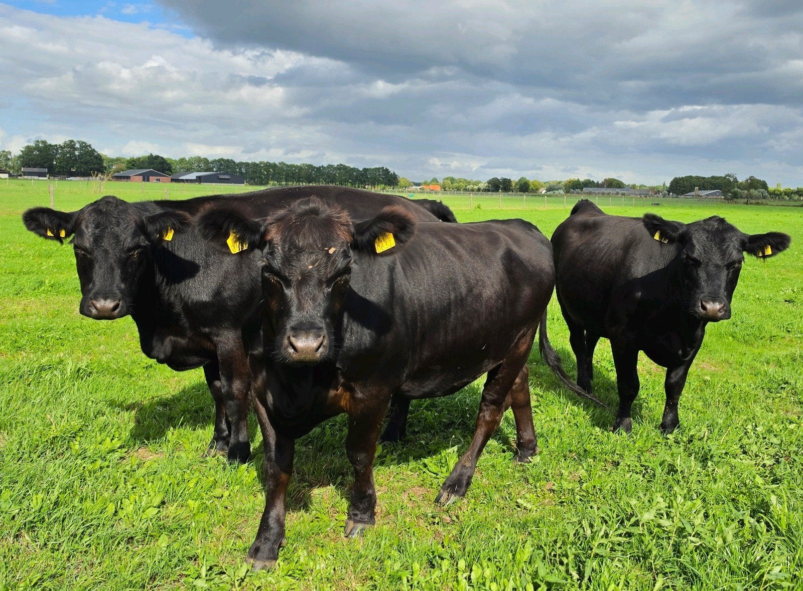 Black Angus runderen, Meerdere dieren