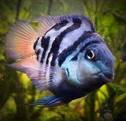 Blauwe Parrot Cichlide - Koidreams, Vis