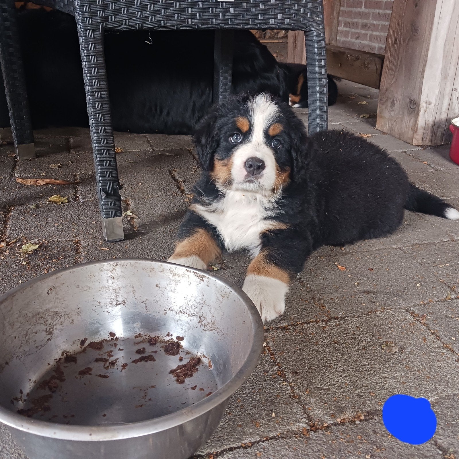 Berner Sennen pups 30-06-2026, 8 tot 15 weken, Groot, Meerdere, Meerdere dieren