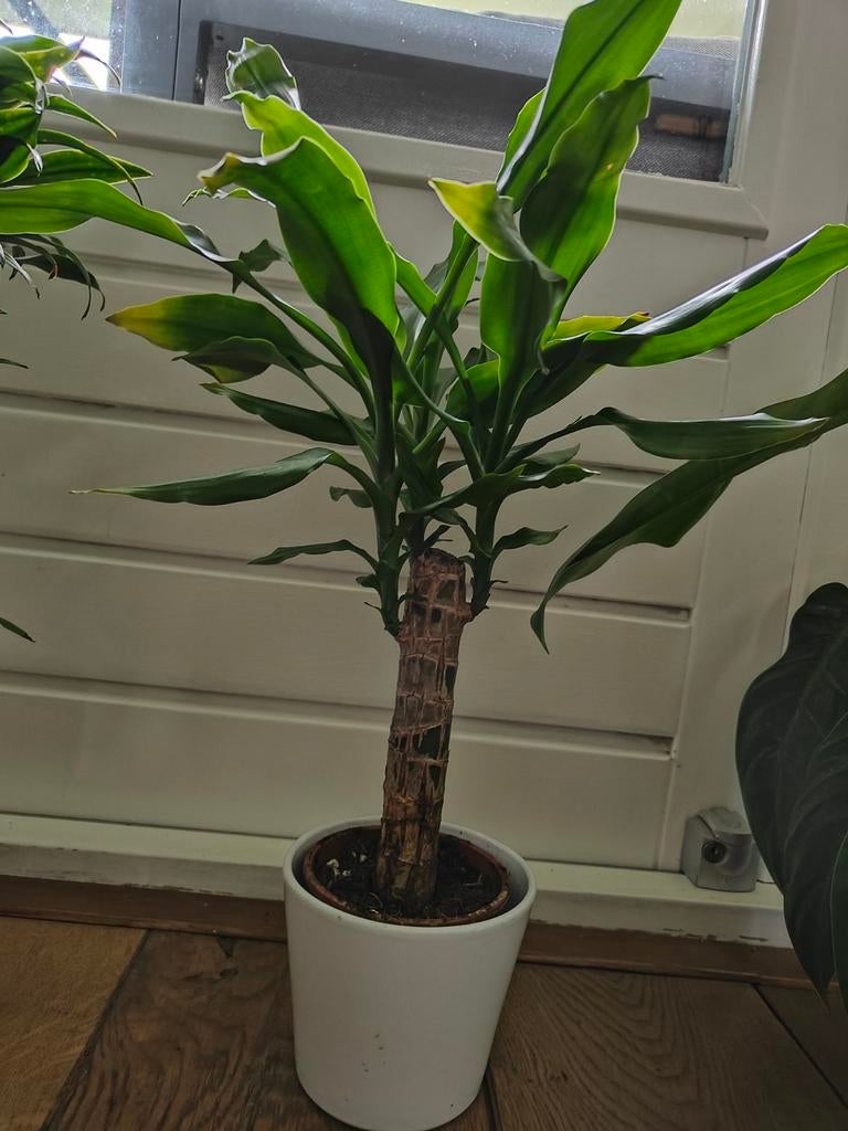 Mooie Dracaena's, Ophalen of Verzenden, Halfschaduw, Minder dan 100 cm