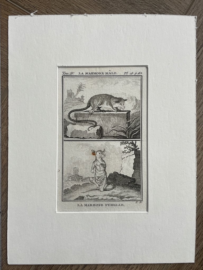 Marmose male/female / Buffon 1770 - P0736, Ophalen of Verzenden, Ets, 1700 - 1799
