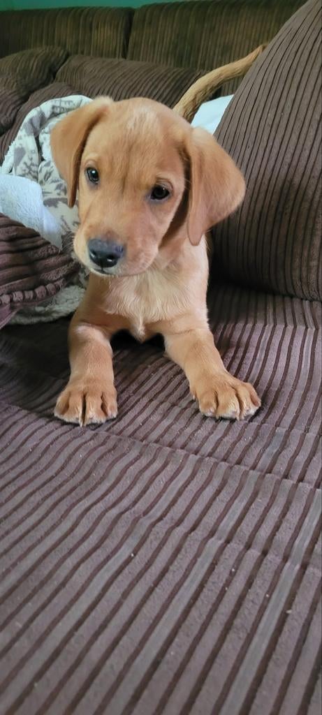 Labrador retriever pups.  (Laatste 2 reuen) 1000€. Pst, HCC (leverziekte), 8 tot 15 weken, Labrador retriever, Meerdere
