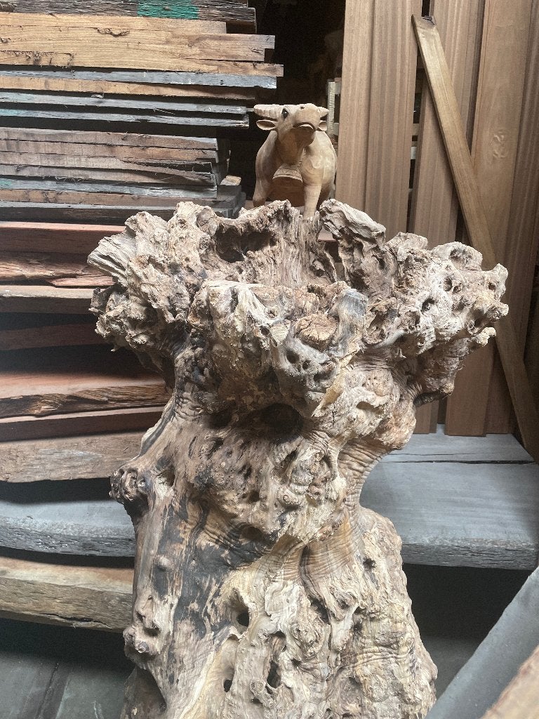 Olijfhout stronk wortel stam, Ophalen, Overige typen, Hout, Nieuw