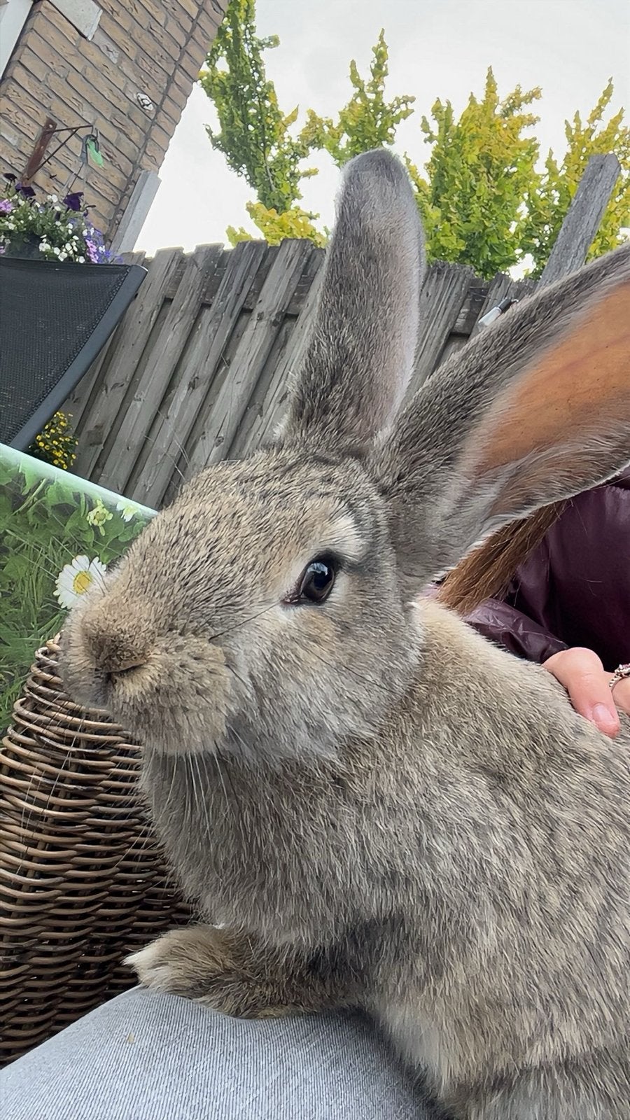 OPZOEK! Gecastreerde ram, Dieren en Toebehoren, Konijnen, Mannelijk, Groot