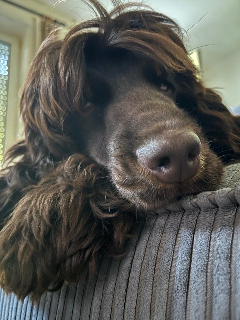 Engelse cocker spaniel reu 7,5 maanden met stamboom, 15 weken tot 1 jaar, Reu, Eén hond, Spaniël