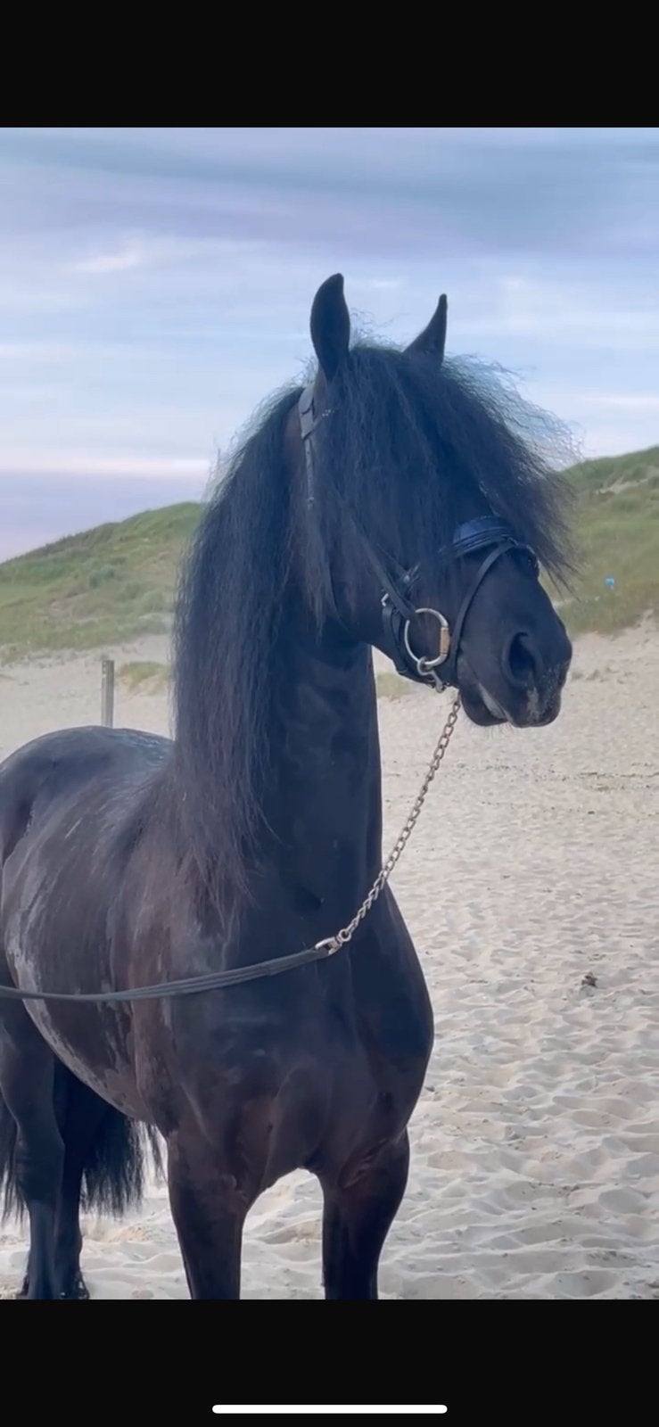 Bijrijder/verzorger gezocht voor mijn jonge Friese ruin, Verzorging of Verzorgpony's