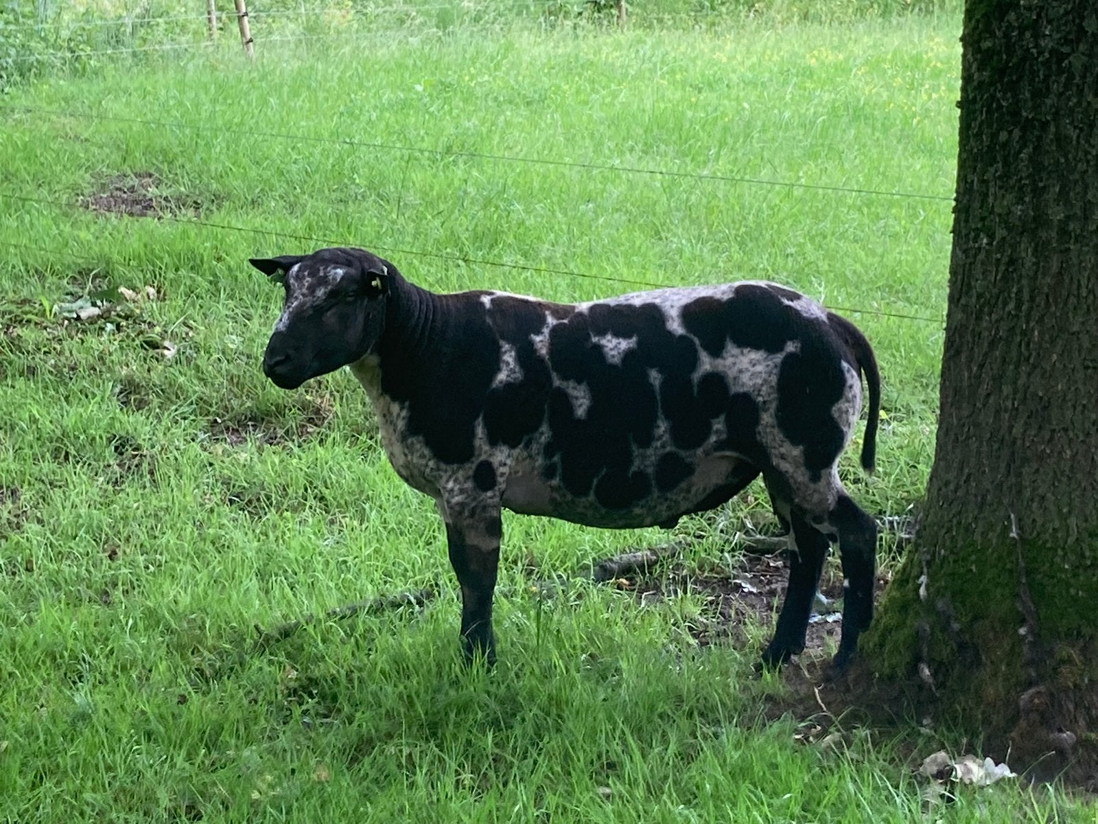 Beste baggerbonte overjarige dekrammen, Dieren en Toebehoren, Schapen, Geiten en Varkens, Mannelijk, Schaap
