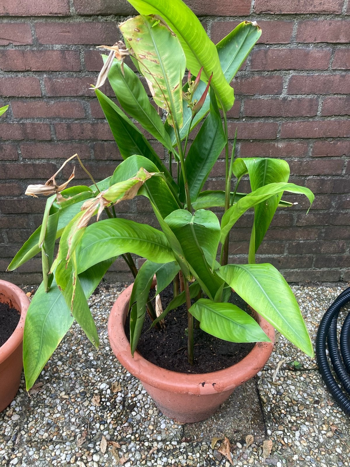 Grote paradijsvogelplant in pot, Volle zon, Vaste plant, Zomer, Ophalen