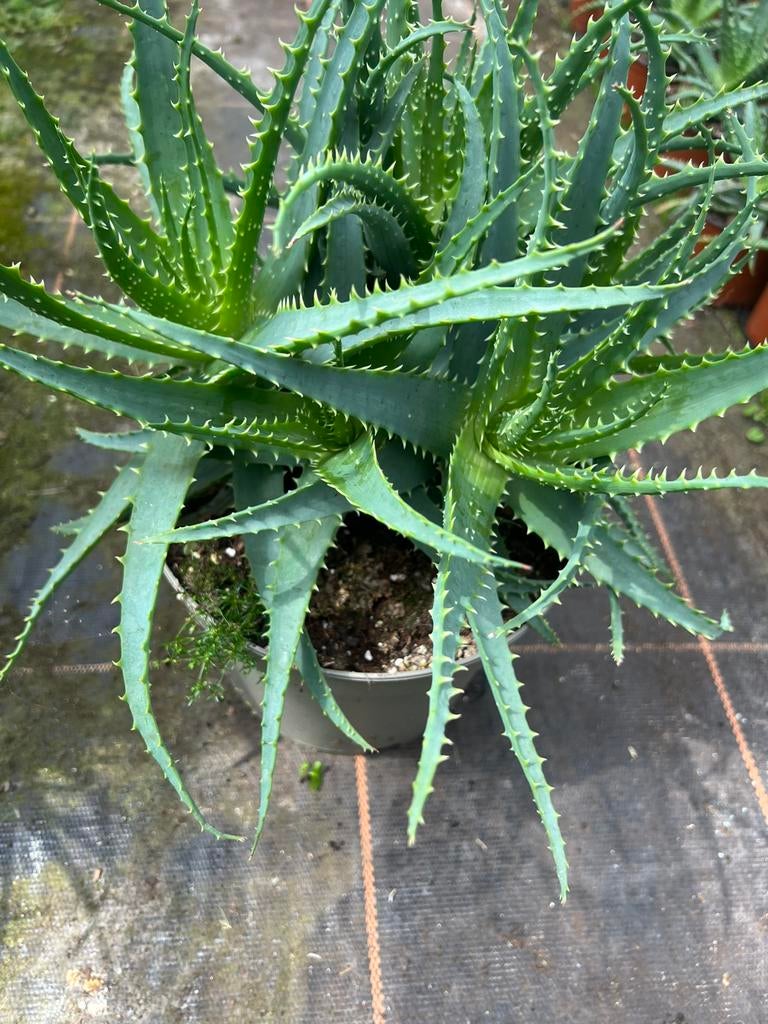 Aloe Arborescens pot23 branch, Ophalen of Verzenden, Overige soorten, Volle zon