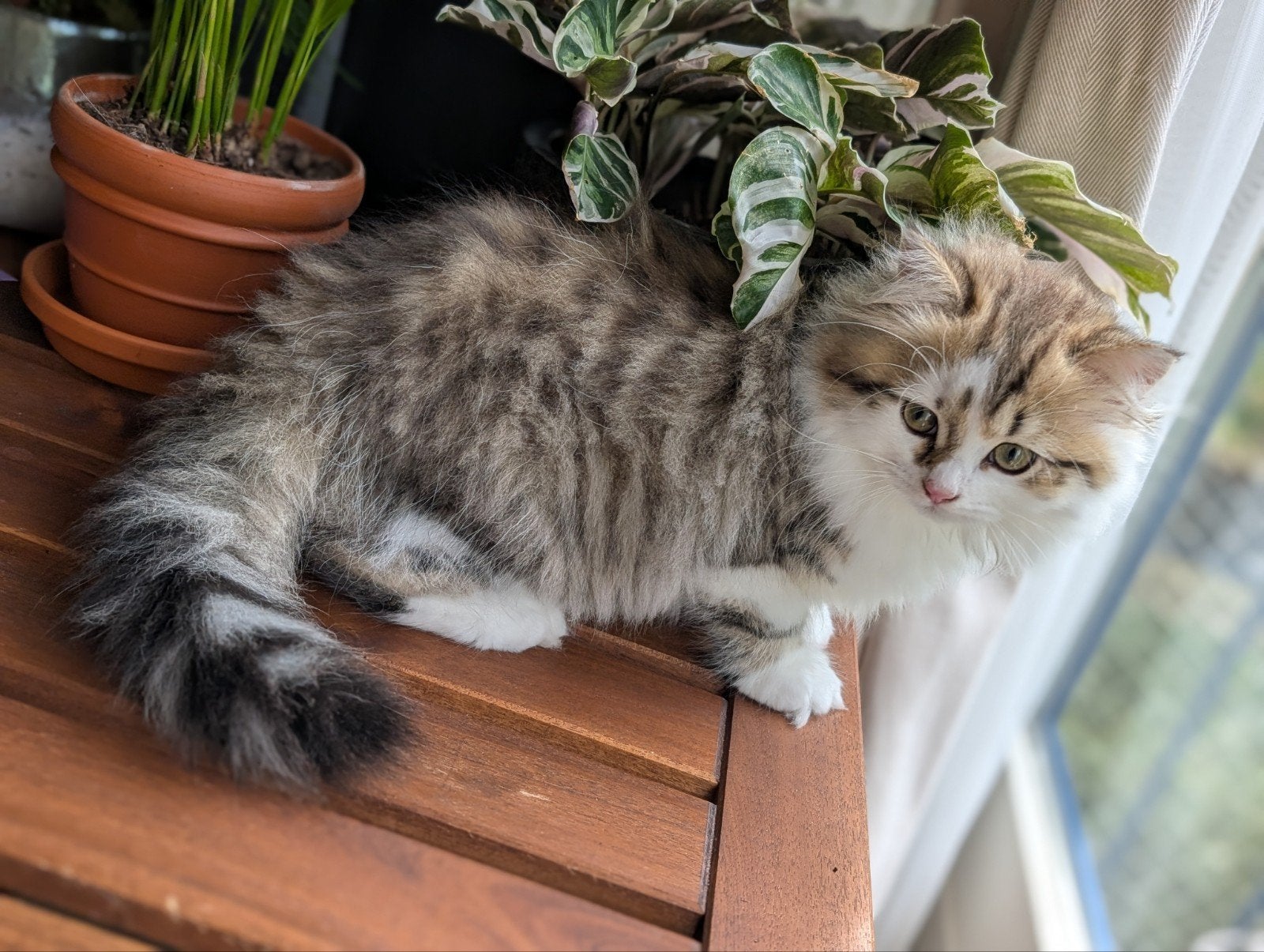 Britse kittens raszuiver black golden tabby & white, Dieren en Toebehoren, Meerdere dieren, Gechipt, 0 tot 2 jaar