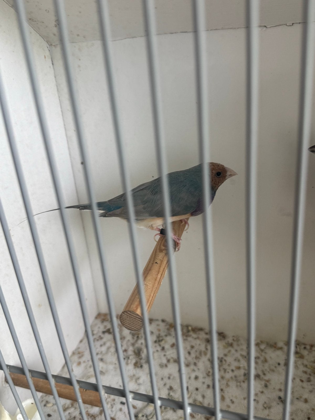 Blauw gouldamadine koppel, Dieren en Toebehoren