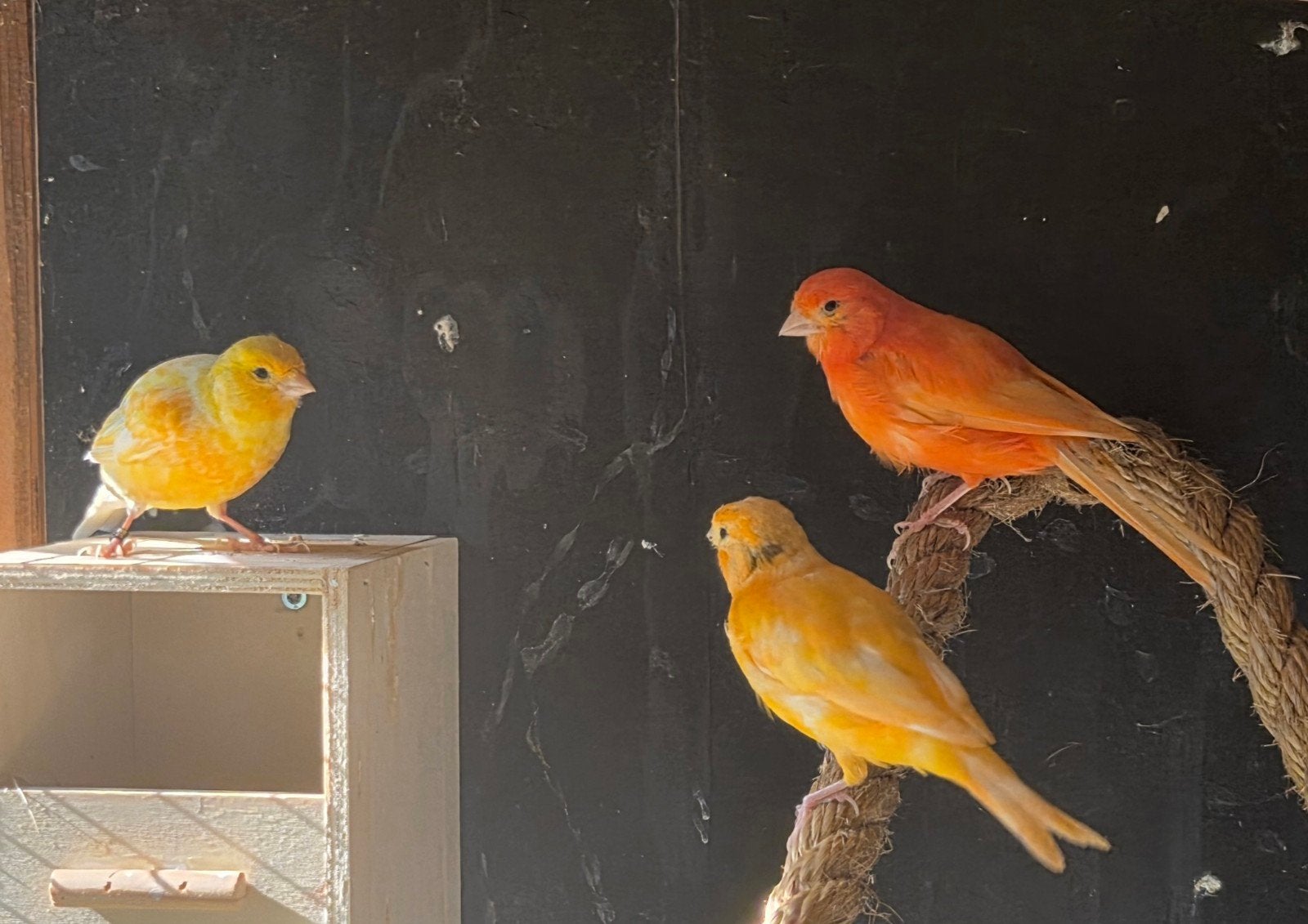 3 kanaries, Meerdere dieren, Kleurkanarie
